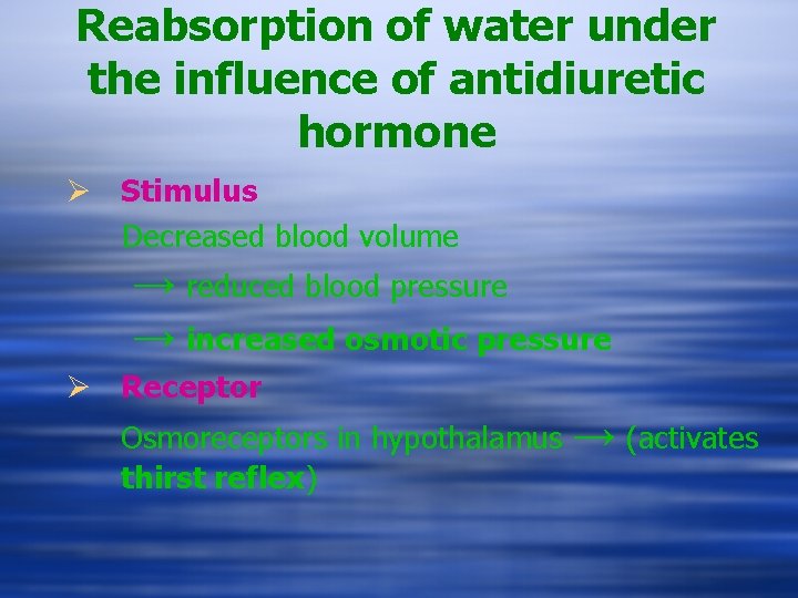 Reabsorption of water under the influence of antidiuretic hormone Ø Stimulus Decreased blood volume
