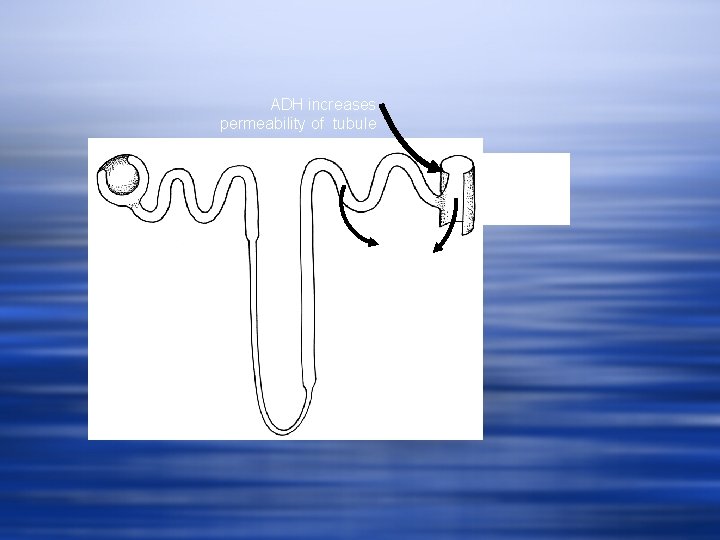 ADH increases permeability of tubule Relatively dilute filtrate Water leaves the filtrate by osmosis