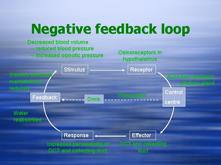 Negative feedback loop Decreased blood volume → reduced blood pressure → increased osmotic pressure