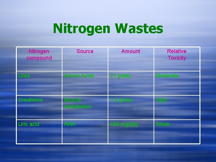 Nitrogen Wastes Nitrogen compound Source Amount Relative Toxicity Urea Amino Acids 21 g/day Moderate