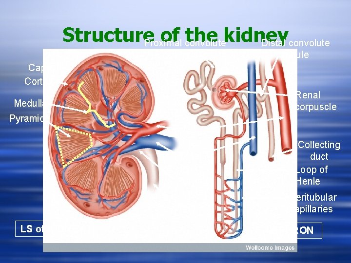 Structure of convolute the kidney Proximal Distal convolute tubule Capsule Cortex Renal corpuscle Medulla