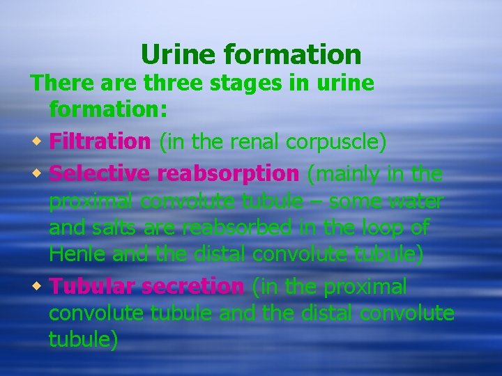 Urine formation There are three stages in urine formation: w Filtration (in the renal