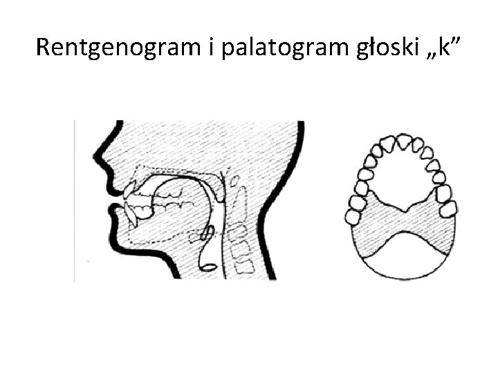 Rentgenogram i palatogram głoski „k” 