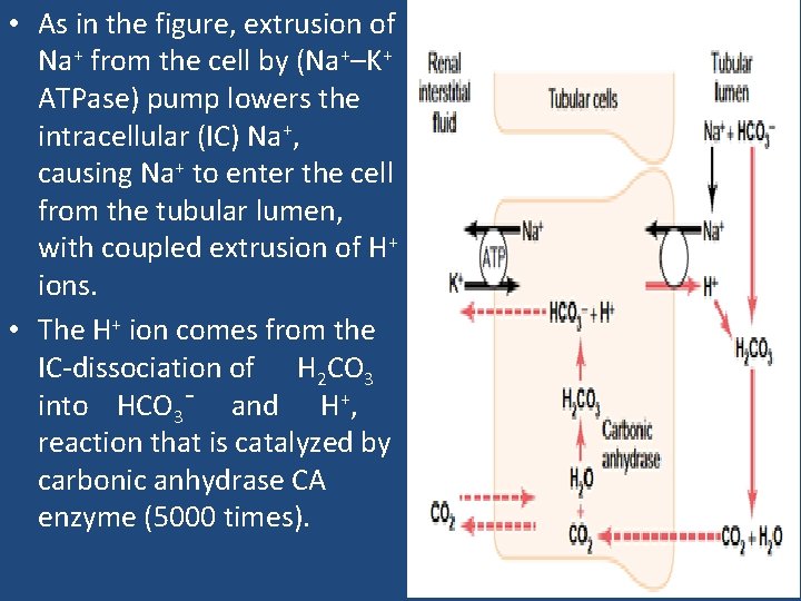  • As in the figure, extrusion of Na+ from the cell by (Na+–K+