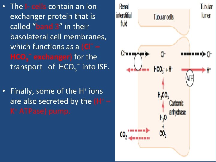  • The I- cells contain an ion exchanger protein that is called “band