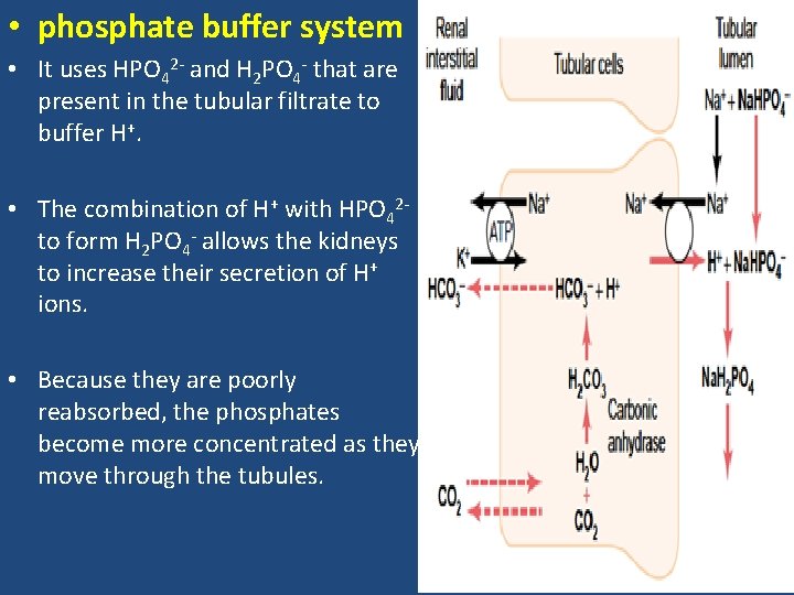  • phosphate buffer system • It uses HPO 42 - and H 2