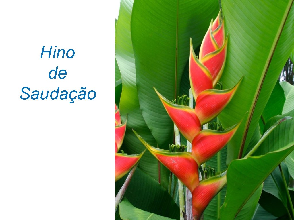Hino de Saudação 