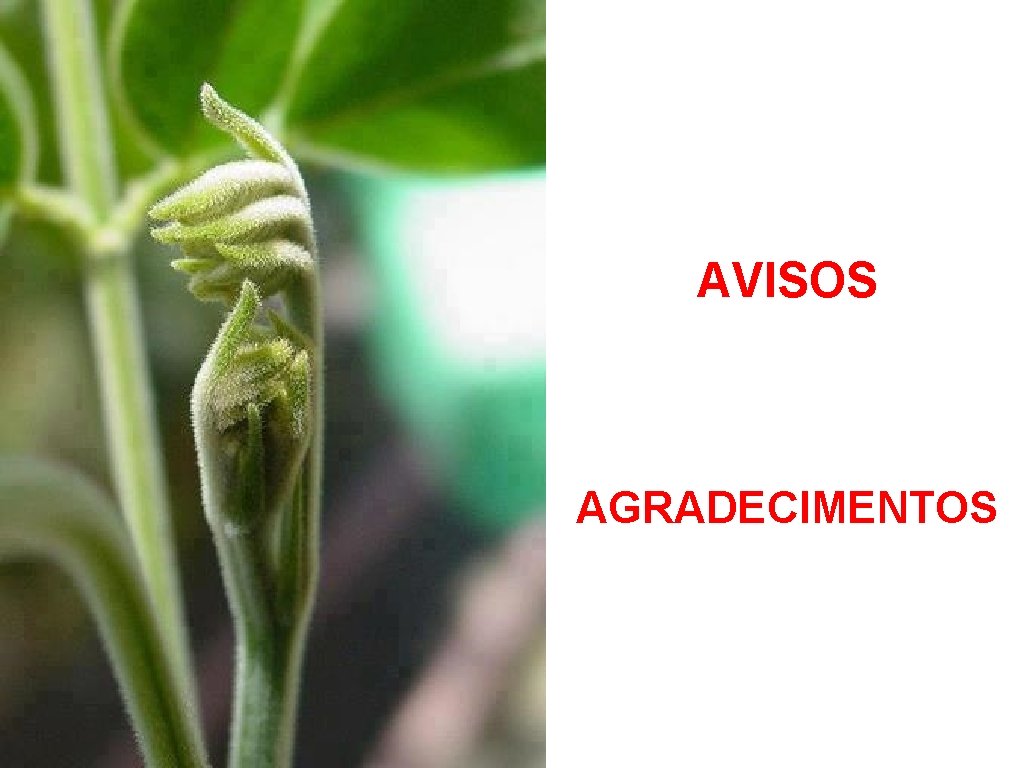 AVISOS AGRADECIMENTOS 