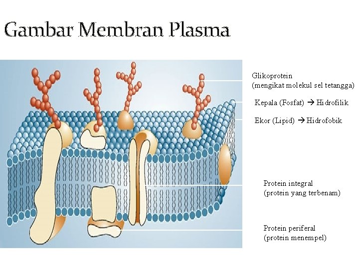 Gambar Membran Plasma Glikoprotein (mengikat molekul sel tetangga) Kepala (Fosfat) Hidrofilik Ekor (Lipid) Hidrofobik