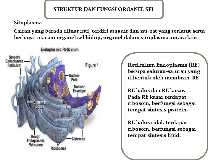 STRUKTUR DAN FUNGSI ORGANEL Sitoplasma Cairan yang berada diluar inti, terdiri atas air dan