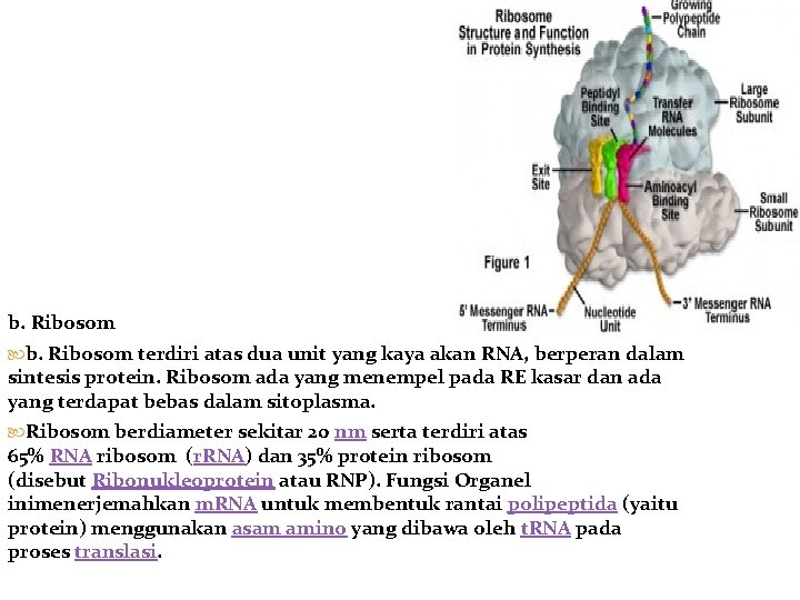 b. Ribosom terdiri atas dua unit yang kaya akan RNA, berperan dalam sintesis protein.