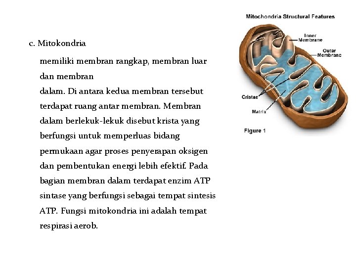 c. Mitokondria memiliki membran rangkap, membran luar dan membran dalam. Di antara kedua membran