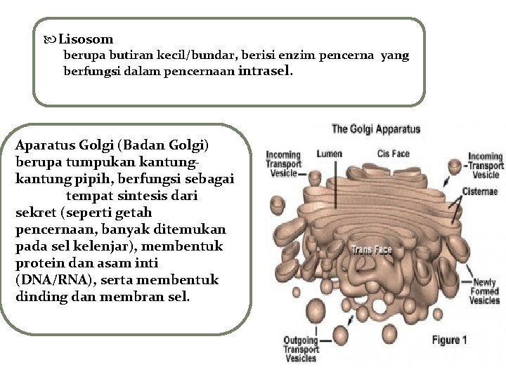  Lisosom berupa butiran kecil/bundar, berisi enzim pencerna yang berfungsi dalam pencernaan intrasel. Aparatus