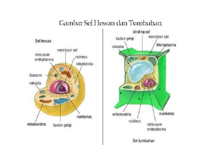 Gambar Sel Hewan dan Tumbuhan 