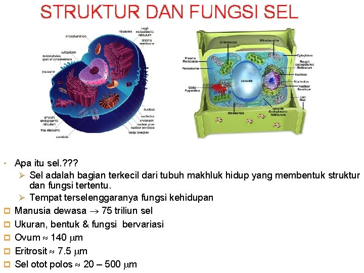 STRUKTUR DAN FUNGSI SEL • Apa itu sel. ? ? ? Ø Sel adalah