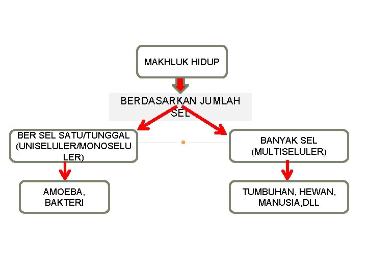 MAKHLUK HIDUP BERDASARKAN JUMLAH SEL BER SEL SATU/TUNGGAL (UNISELULER/MONOSELU LER) AMOEBA, BAKTERI BANYAK SEL