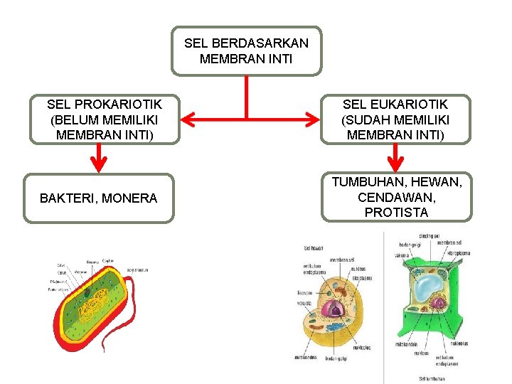 SEL BERDASARKAN MEMBRAN INTI SEL PROKARIOTIK (BELUM MEMILIKI MEMBRAN INTI) BAKTERI, MONERA SEL EUKARIOTIK