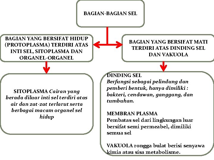 BAGIAN-BAGIAN SEL BAGIAN YANG BERSIFAT HIDUP (PROTOPLASMA) TERDIRI ATAS INTI SEL, SITOPLASMA DAN ORGANEL-ORGANEL