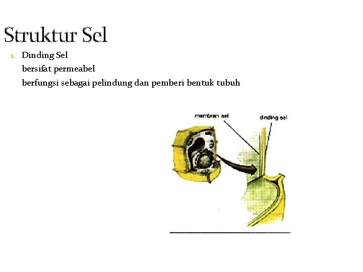 Struktur Sel 1. Dinding Sel bersifat permeabel berfungsi sebagai pelindung dan pemberi bentuk tubuh