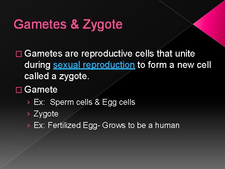 Gametes & Zygote � Gametes are reproductive cells that unite during sexual reproduction to