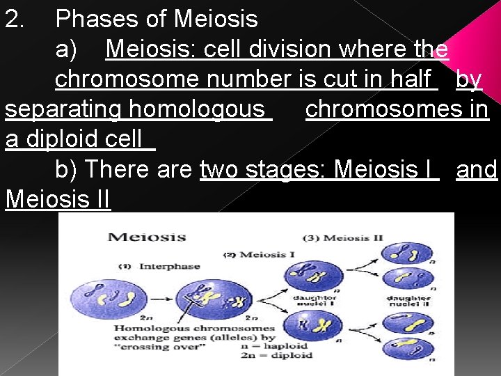 2. Phases of Meiosis a) Meiosis: cell division where the chromosome number is cut