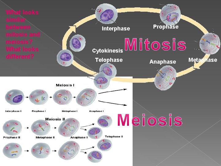 What looks similar between mitosis and meiosis? What looks different? Interphase Prophase Cytokinesis Telophase