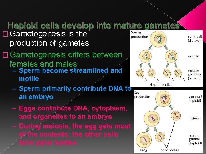 Haploid cells develop into mature gametes � Gametogenesis is the production of gametes �