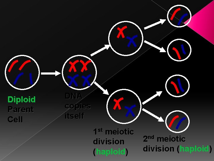 Diploid Parent Cell DNA copies itself 1 st meiotic division (haploid) 2 nd meiotic