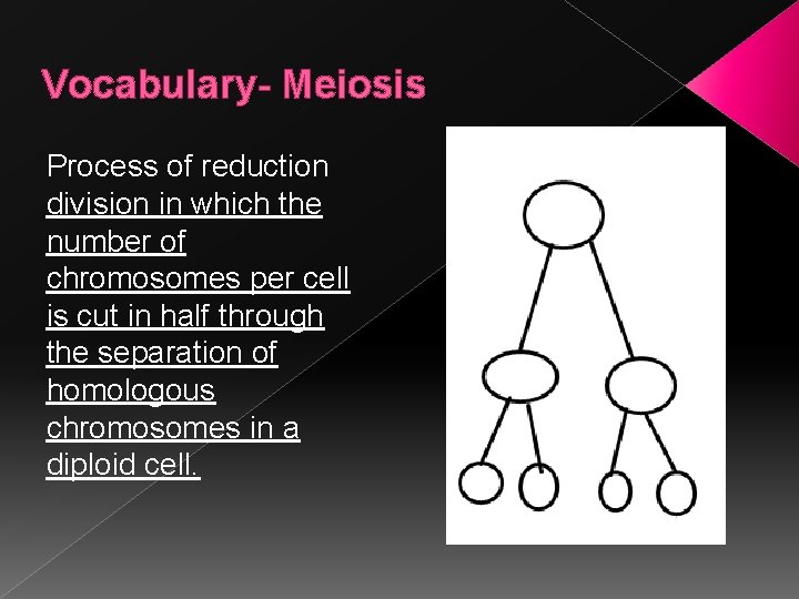 Vocabulary- Meiosis Process of reduction division in which the number of chromosomes per cell