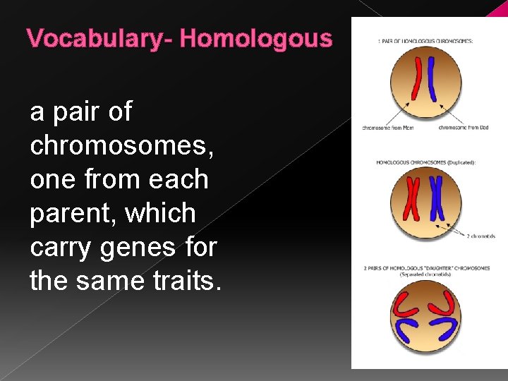 Vocabulary- Homologous a pair of chromosomes, one from each parent, which carry genes for