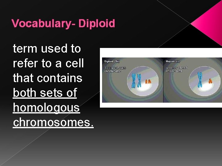 Vocabulary- Diploid term used to refer to a cell that contains both sets of