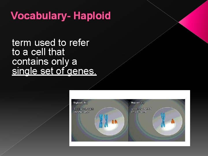 Vocabulary- Haploid term used to refer to a cell that contains only a single