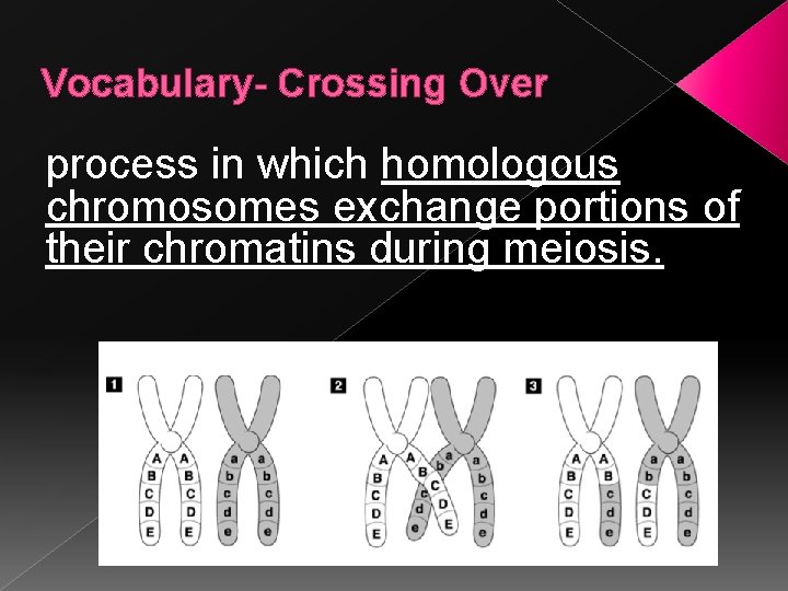 Vocabulary- Crossing Over process in which homologous chromosomes exchange portions of their chromatins during