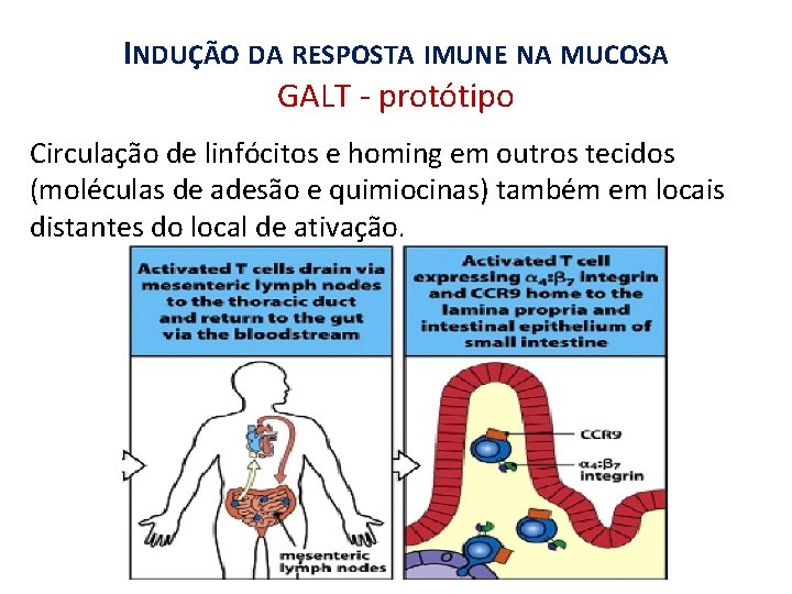 INDUÇÃO DA RESPOSTA IMUNE NA MUCOSA GALT - protótipo Circulação de linfócitos e homing