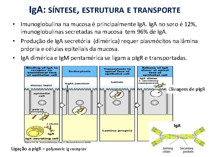 Ig. A: SÍNTESE, ESTRUTURA E TRANSPORTE • Imunoglobulina na mucosa é principalmente Ig. A