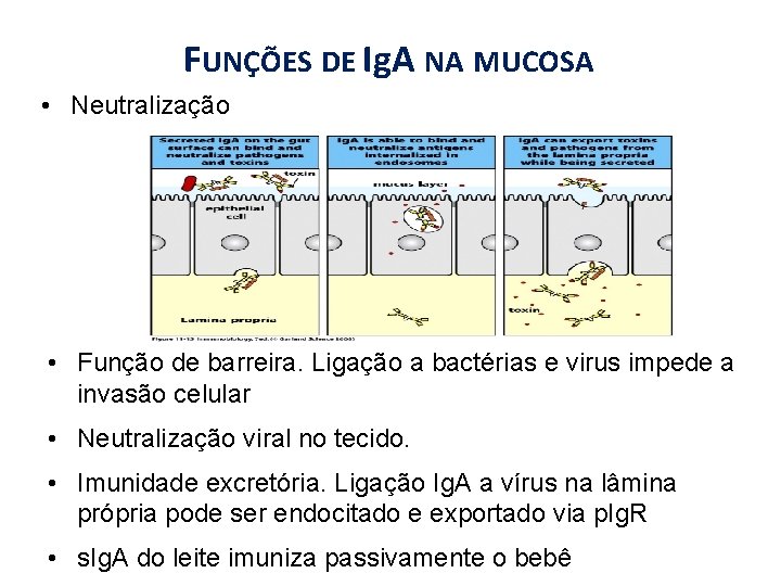 FUNÇÕES DE Ig. A NA MUCOSA • Neutralização • Função de barreira. Ligação a