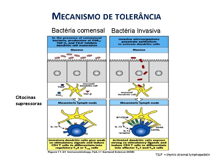 MECANISMO DE TOLER NCIA Bactéria comensal Bactéria Invasiva Citocinas supressoras TSLP = thymic stromal