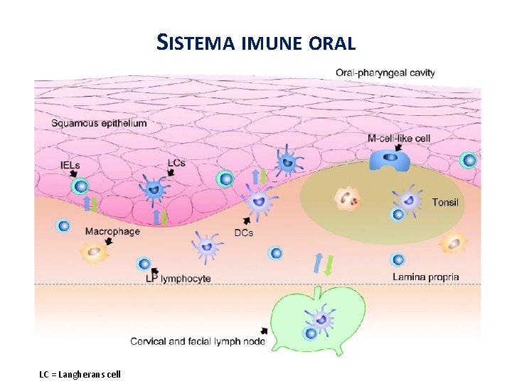 SISTEMA IMUNE ORAL LC = Langherans cell 