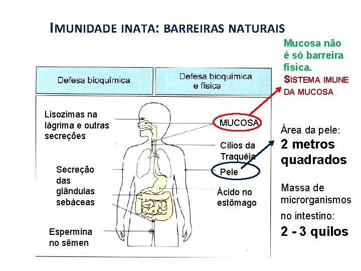 IMUNIDADE INATA: BARREIRAS NATURAIS Mucosa não é só barreira física. SISTEMA IMUNE DA MUCOSA