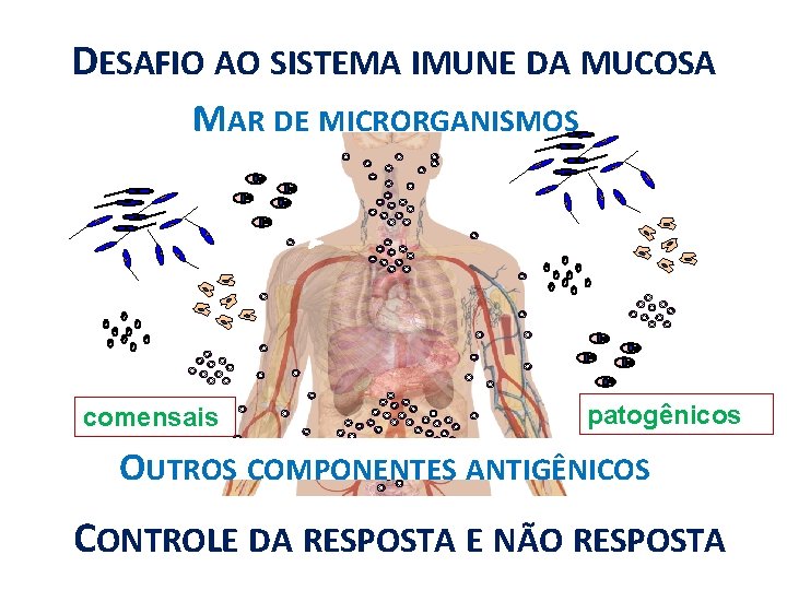 DESAFIO AO SISTEMA IMUNE DA MUCOSA MAR DE MICRORGANISMOS comensais patogênicos OUTROS COMPONENTES ANTIGÊNICOS