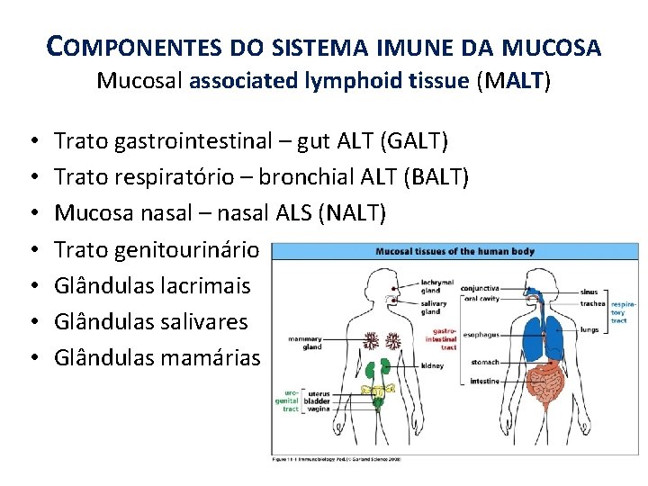 COMPONENTES DO SISTEMA IMUNE DA MUCOSA Mucosal associated lymphoid tissue (MALT) • • Trato