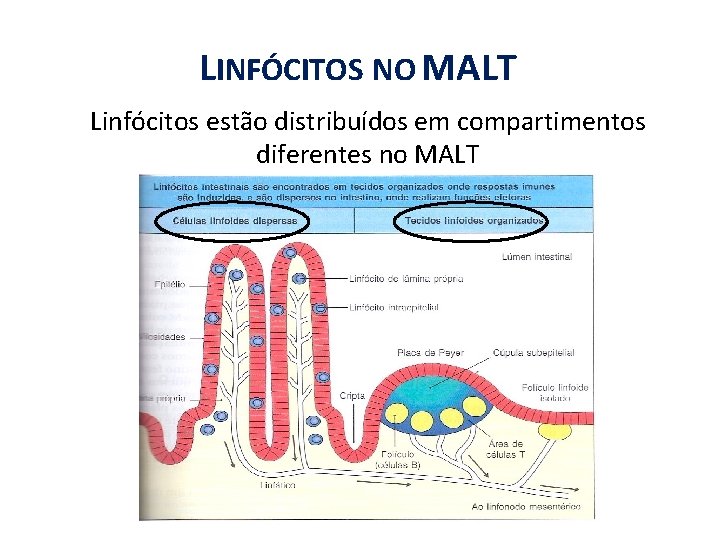 LINFÓCITOS NO MALT Linfócitos estão distribuídos em compartimentos diferentes no MALT 