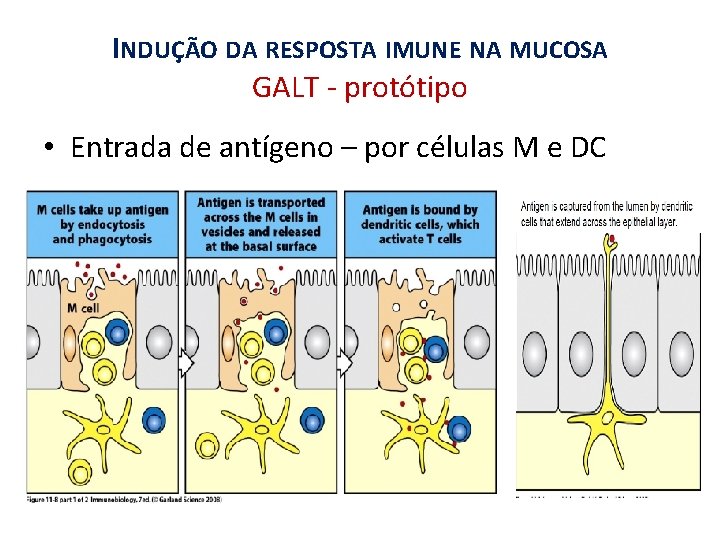 INDUÇÃO DA RESPOSTA IMUNE NA MUCOSA GALT - protótipo • Entrada de antígeno –