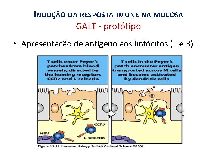 INDUÇÃO DA RESPOSTA IMUNE NA MUCOSA GALT - protótipo • Apresentação de antígeno aos