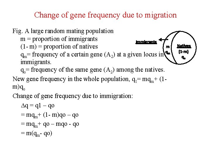 Change of gene frequency due to migration Fig. A large random mating population m