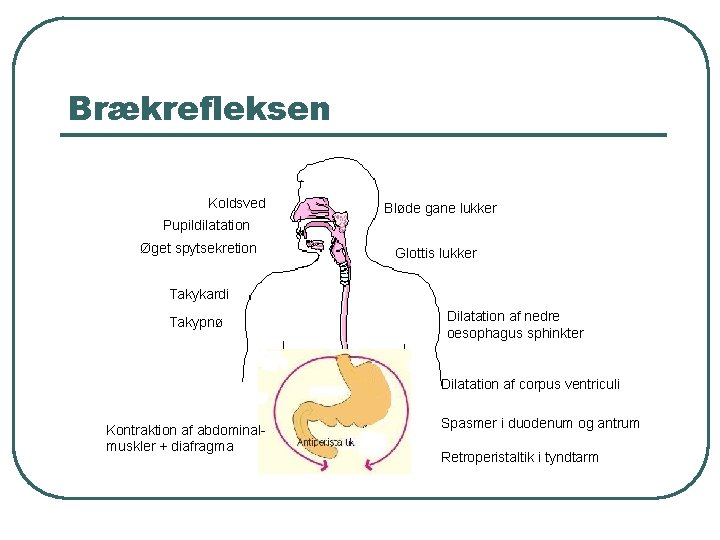 Brækrefleksen Koldsved Bløde gane lukker Pupildilatation Øget spytsekretion Glottis lukker Takykardi Takypnø Dilatation af