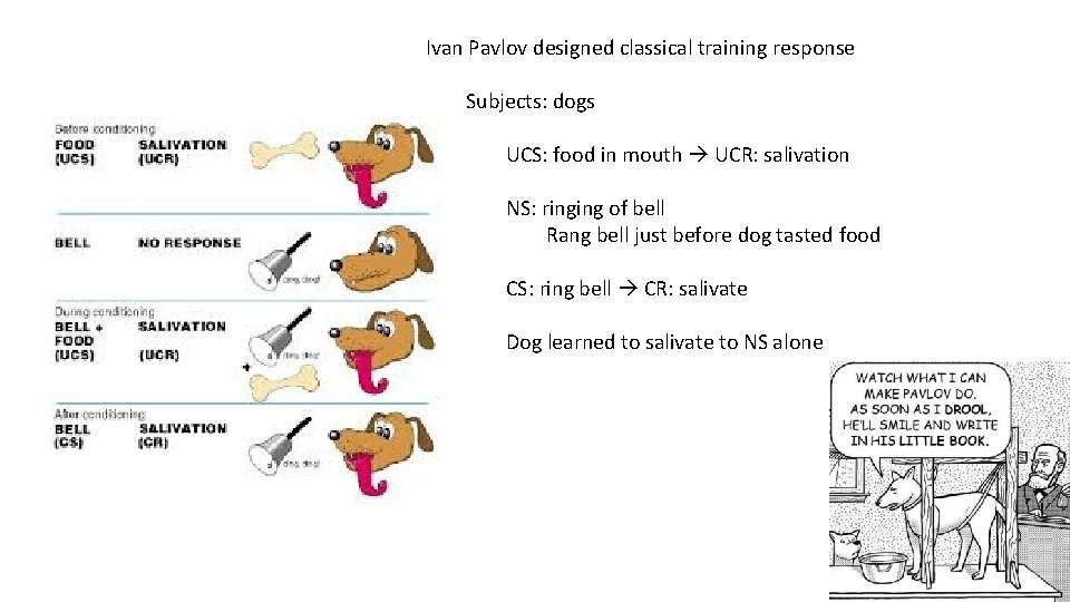 Ivan Pavlov designed classical training response Subjects: dogs UCS: food in mouth UCR: salivation Ivan Pavlov designed classical training response Subjects: dogs UCS: food in mouth UCR: salivation