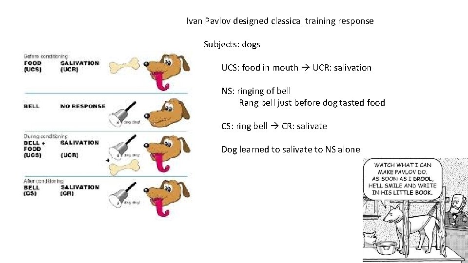 Ivan Pavlov designed classical training response Subjects: dogs UCS: food in mouth UCR: salivation