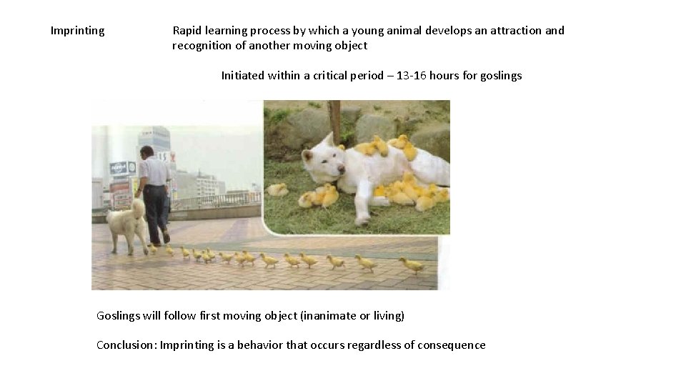 Imprinting Rapid learning process by which a young animal develops an attraction and recognition