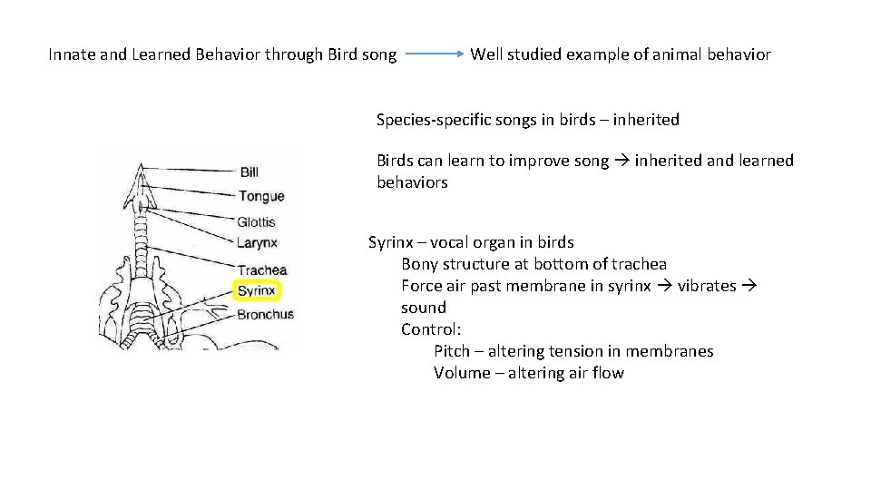 Innate and Learned Behavior through Bird song Well studied example of animal behavior Species-specific